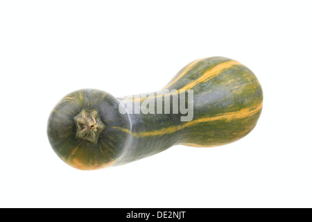 Squash, 'Longue de Nice' Variété Banque D'Images