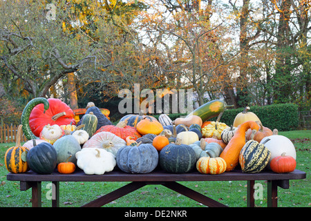 Sélection de variétés différentes de citrouille à l'automne, Verrue rouge, Muscat de Provence, courge Patisson ou Pattypan Banque D'Images