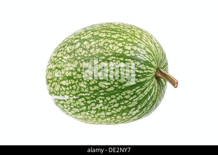 Feuille de vigne gourd, courge (Cucurbita ficifolia) Banque D'Images