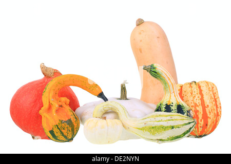 Différents types de citrouilles, courges ou 'Hokkaido', 'citrouille' butternut squash, 'baby boo' étranglement gourd, 'Autumn Wings' Banque D'Images