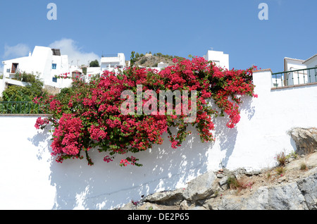 Murs blancs, de bougainvilliers Banque D'Images