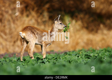 Le Chevreuil (Capreolus capreolus), les jeunes à l'orée d'un champ de choux Banque D'Images