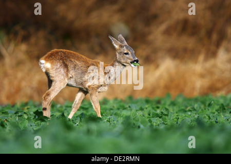 Le Chevreuil (Capreolus capreolus), les jeunes à la lisière d'un champ de manger les feuilles de chou Banque D'Images