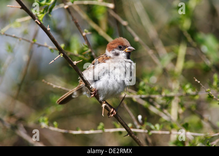 Moineau friquet (passer montanus), les jeunes assis sur une branche Banque D'Images