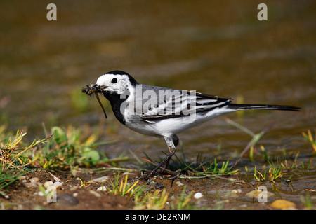 Bergeronnette printanière (Motacilla alba blanc) assis sur le sol avec de la nourriture dans son bec Banque D'Images