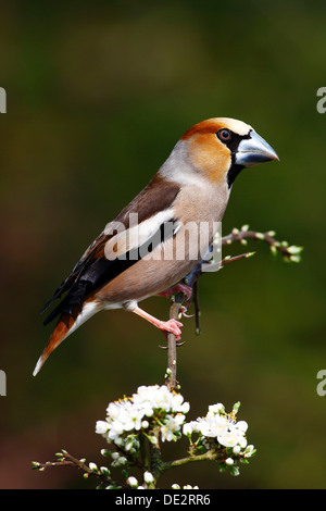 Gros-bec errant (Coccothraustes coccothraustes Hawfinch ou), homme assis sur un rameau en fleurs au printemps Banque D'Images