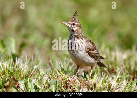 (Galerida cristata Crested Lark) sitting in grass Banque D'Images