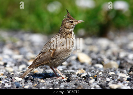 Galerida cristata Crested Lark (adultes), assis sur la rue Banque D'Images