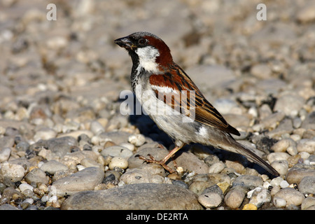 Moineau domestique (Passer domesticus), homme assis sur un sol rocailleux Banque D'Images