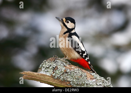 Great Spotted Woodpecker (Dendrocopos major) femelle sur une branche couverte de lichens en hiver Banque D'Images