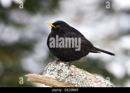 Blackbird (Turdus merula) mâle sur une branche couverte de lichens en hiver Banque D'Images