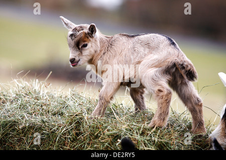 La chèvre domestique (Capra hircus, Capra aegagrus hircus), kid monter une balle de foin Banque D'Images