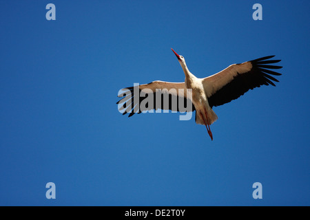 Cigogne Blanche (Ciconia ciconia) en vol, Exdremadura, Espagne, Europe Banque D'Images