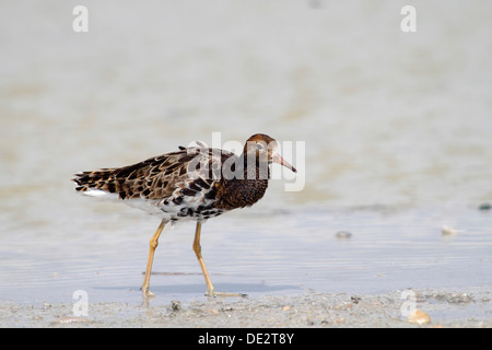 Le Combattant varié (Philomachus pugnax), homme de patauger dans des eaux peu profondes, Apetlon, le lac de Neusiedl, Burgenland, Autriche, Europe Banque D'Images