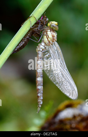 Le sud de Hawker ou bleu (Aeshna cyanea) Darner dragonfly, fraîchement émergées rattachée à la peau, larve dans Neunkirchen Siegerland Banque D'Images