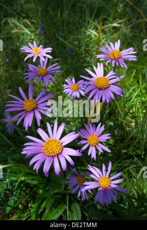 Aster des alpes (Aster alpinus), le Passo di costalunga, Tyrol du sud, Italie, Europe Banque D'Images