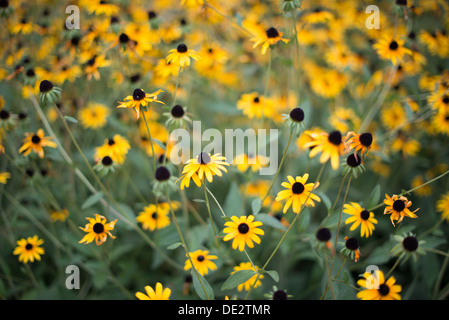 AMÉRIQUE DU NORD — Un groupe de fleurs vibrantes de Susan aux yeux noirs (Rudbeckia hirta) présente leurs pétales jaunes distinctifs et leurs centres sombres. L'image utilise une mise au point sélective, soulignant les détails complexes des fleurs de premier plan tout en estompant légèrement l'arrière-plan. Banque D'Images