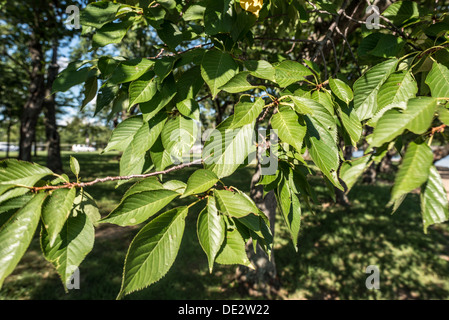 Les célèbres Cerisiers Yoshino autour du Tidal Basin à Washington DC à l'été avec leur pleine feuille verte. Au début du printemps, plusieurs milliers de cerisiers dans le domaine éclaté en fleur avec des fleurs roses et blanches. Banque D'Images