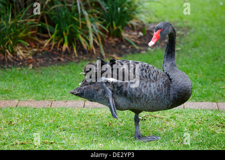 Australian Black Swan (Cygnus atratus), Perth, Australie occidentale Banque D'Images