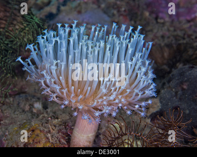 Polype de corail en cuir Long toadstool. Banque D'Images