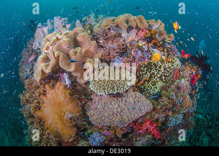 Les récifs coralliens dynamique avec la diversité de la vie marine. Raja Ampat, Indonésie, 2013. Banque D'Images