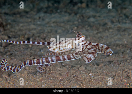 Image d'une pieuvre mimic amputée avec appendices et des signes de la régénération des membres. Puerto Galera, Philippines Banque D'Images