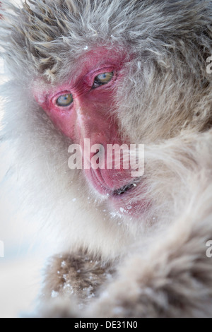 Alpha Male macaque japonais, autrement connu comme la neige monkey regardant par-dessus son épaule Banque D'Images