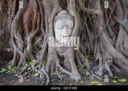 Tête de Bouddha dans le Banyan Tree roots avec peu de soleil salon on head Banque D'Images