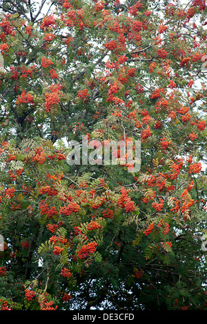 Rowan Tree (Sorbus aucuparia) plein de petits fruits Banque D'Images