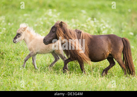 Poney Shetland miniature Mare poulain pâturage walkinga Banque D'Images