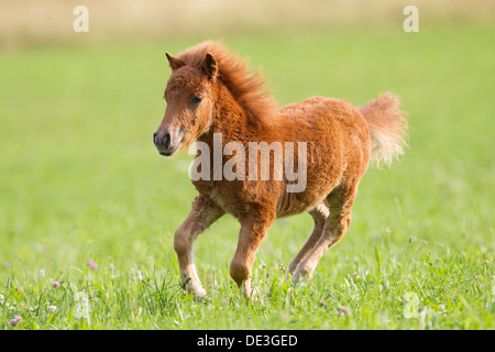 Poney Shetland miniature poulain alezan gallopinga meadow Banque D'Images