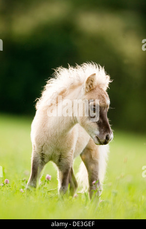 Poney Shetland miniature Dun poulain pâturage standinga Banque D'Images