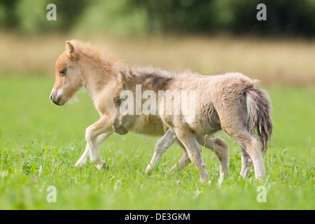 Poney Shetland miniature deux poulains walkinga pasture Banque D'Images