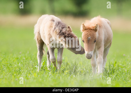 Poney Shetland miniature deux foalsa pasture Banque D'Images