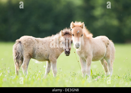 Poney Shetland miniature deux poulains standinga pasture Banque D'Images