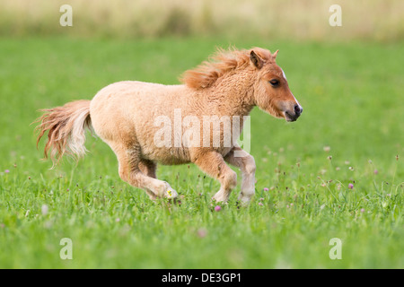 Poney Shetland Poulain miniature pâturage gallopinga Banque D'Images