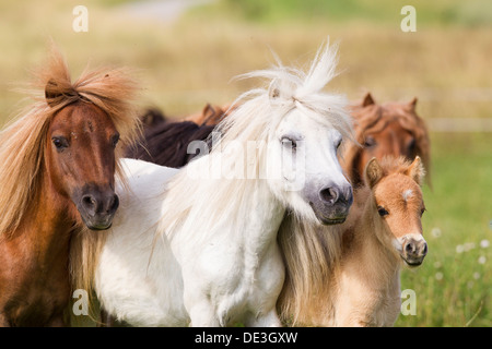 Poney Shetland miniature juments Groupe foalsa meadow Banque D'Images