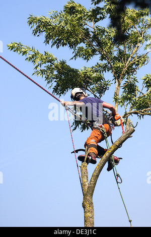 Tree Surgeon au travail faire tomber un arbre. Le Wiltshire en Angleterre. Banque D'Images