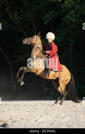 En vertu de l'élevage etalon Akhal-Teke Buckskin rider costume russe Banque D'Images