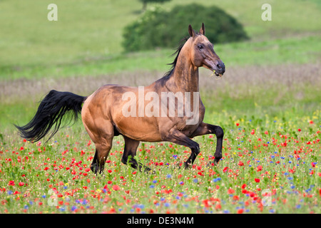 Etalon Akhal-Teke gallopa meadow Banque D'Images