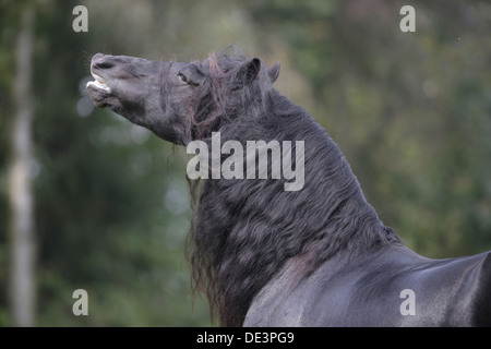 Cheval frison étalon noir faisant flehmen Banque D'Images