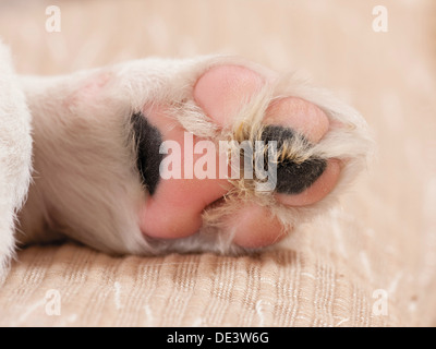 Chien domestique dessous paw chiot Banque D'Images