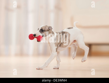 Chiot Whippet runningwood plancher, tout en portant sa bouche d'haltère en plastique Banque D'Images