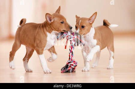 Deux chiots Basenji jouer corde colorée Banque D'Images