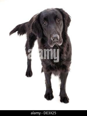 Retriever à Poil Plat hot dog standing studio photo against white background Banque D'Images