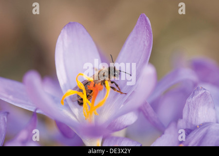 L'abeille européenne, l'abeille à miel (Apis mellifera, Apis mellifica). Travailleur sur une fleur de crocus Banque D'Images