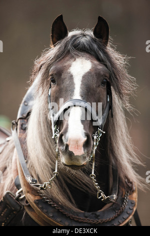 Noriker Horse Equus ferus caballus collier harnass Portrait Banque D'Images