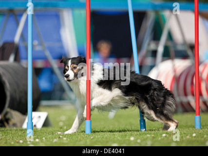 Cours agility Border Collie rapide démonstration adultes weave poles Banque D'Images