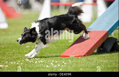 Border Collie de descendre de la balançoire cours d'agilité Banque D'Images