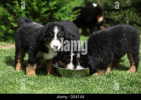 Trois chiots bouvier bernois de boire Banque D'Images